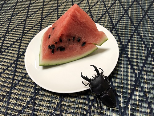 昆虫ハンターとスイカ