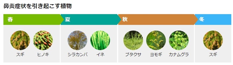 花粉症を引き起こす植物の種類